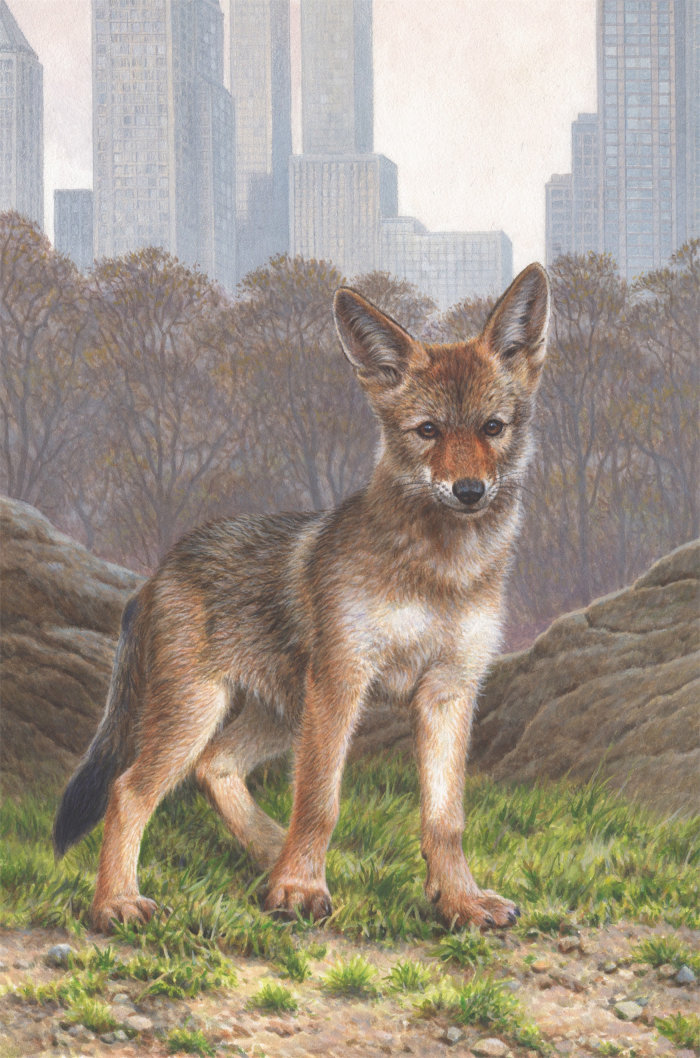 La pochette de &quot;A Pup Called Trouble&quot; présente un jeune coyote de l&#39;Est