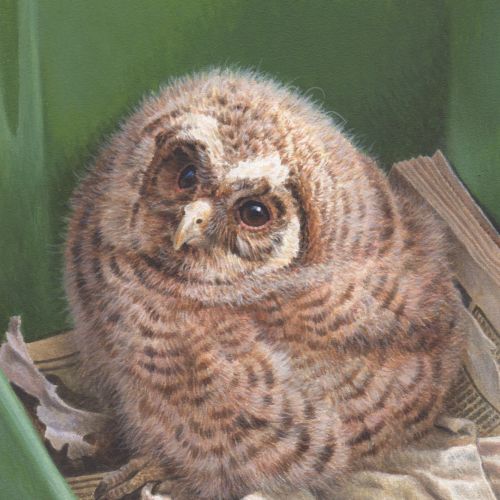 Owl portrait for Wildlife rescue