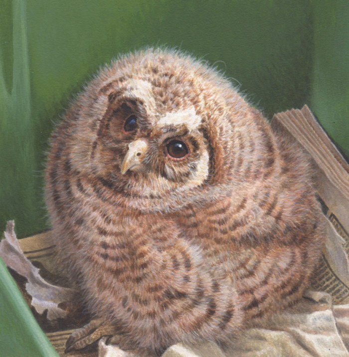 Owl portrait for Wildlife rescue