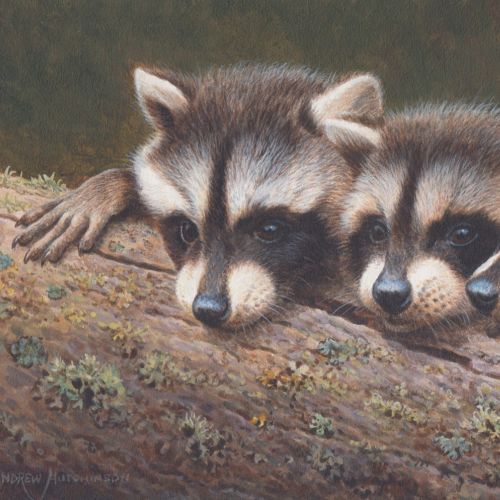 baby raccoons portraits by Andrew Hutchinson