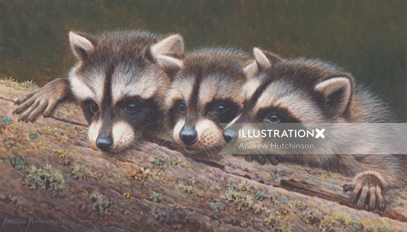Portrait of young raccoons by Andrew Hutchinson