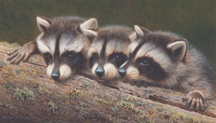 Portrait of young raccoons by Andrew Hutchinson