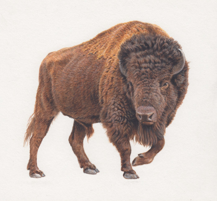 一位野生动物插画家创作了一幅野牛插画