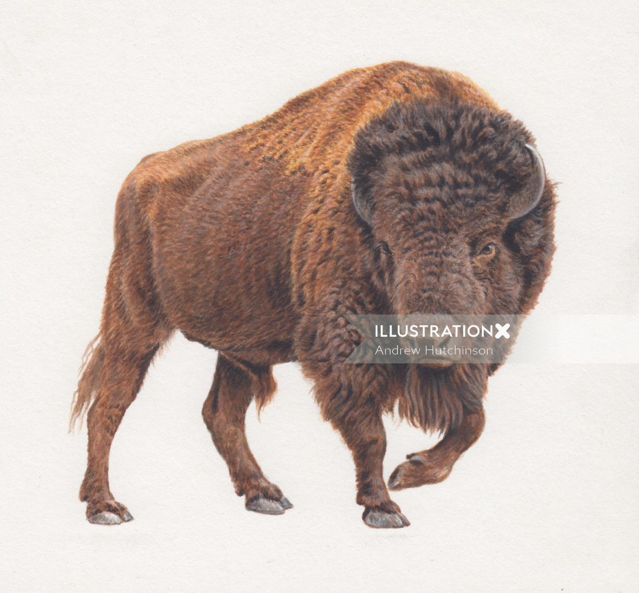 Illustration de bison