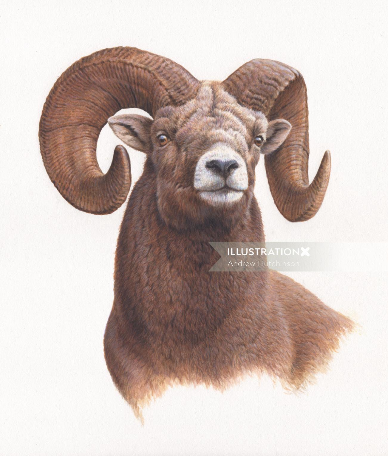 An portrait illustration of a huge horn sheep