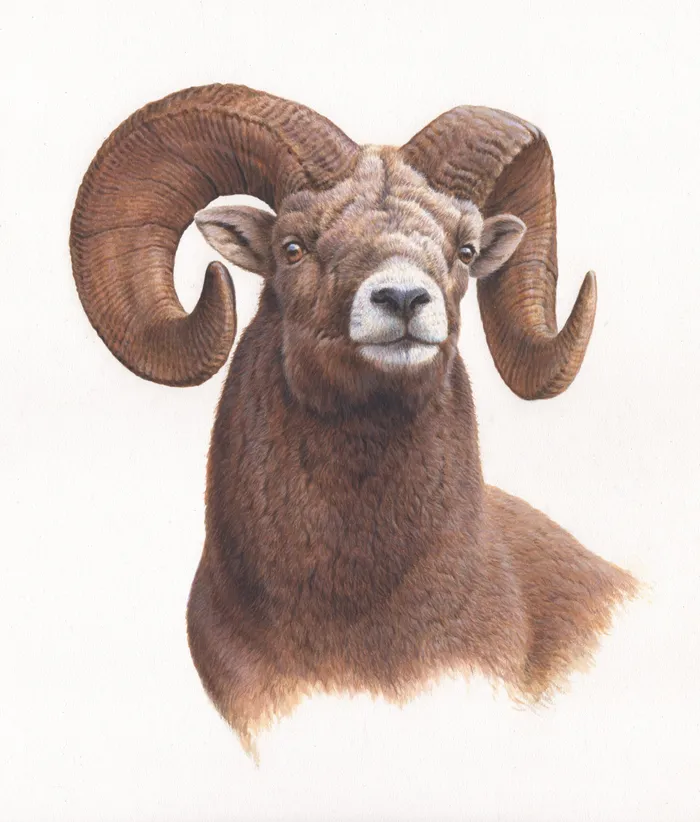 An portrait illustration of a huge horn sheep