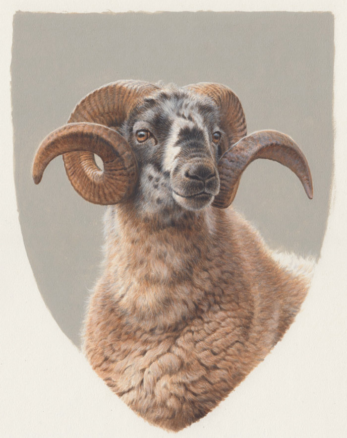 Representação de uma ovelha de cara preta