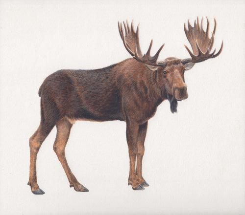 moose illustration by Andrew Hutchinson