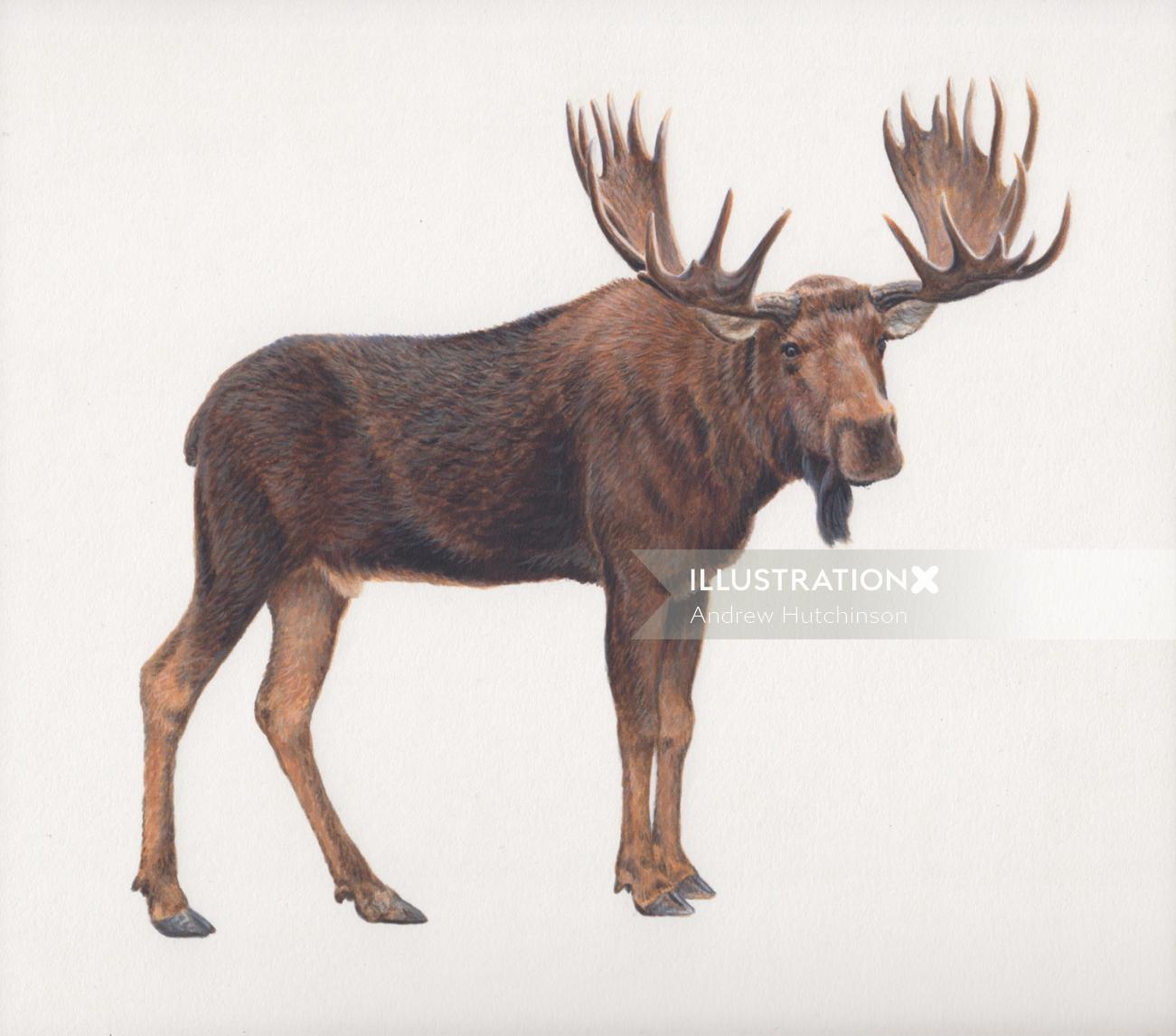 moose illustration by Andrew Hutchinson