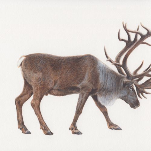 caribou photorealistic by Andrew Hutchinson
