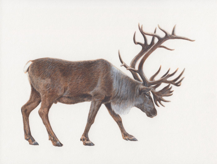 Andrew Hutchinson's photorealistic Caribou illustration
