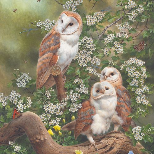 Nature barn owl & bees
