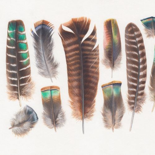 Turkey feather art for Jacquie Lawson greeting cards