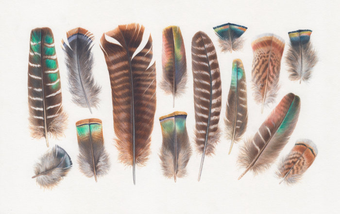 Turkey feather art for Jacquie Lawson greeting cards