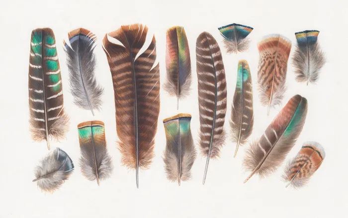 Turkey feather art for Jacquie Lawson greeting cards