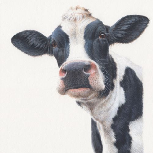 Andrew Hutchinson created a portrait of a dairy cow