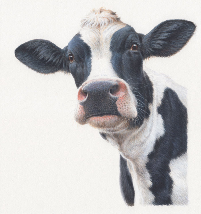 Andrew Hutchinson criou um retrato de uma vaca leiteira