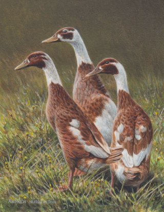 Illustration of Indian Runner ducks