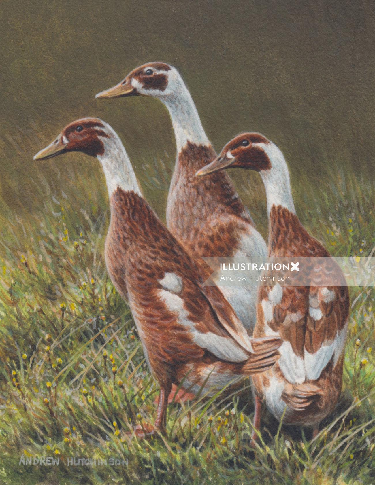 Illustration of Indian Runner ducks