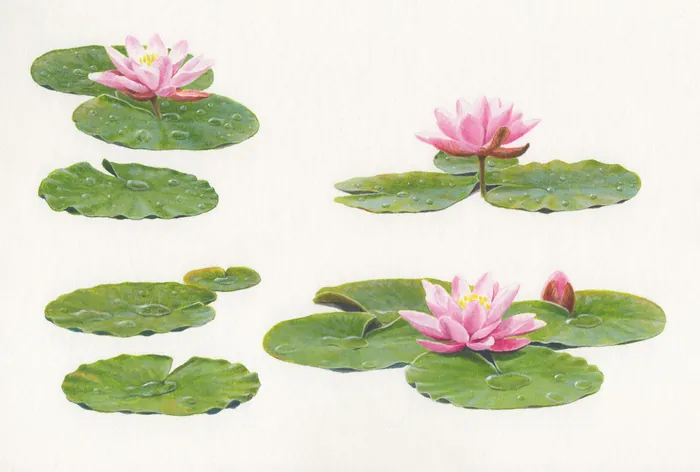 Pink water lilies on green lily pads on white background