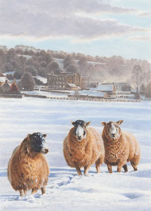 Three sheep standing on snow in a village landscape by Andrew Hutchinson
