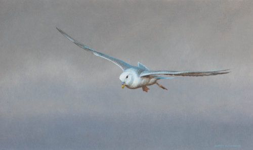 安德鲁·哈钦森的孤立的鸟飞画