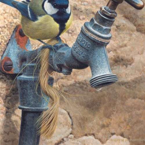 Illustration of great tit bird drinking water © Andrew Hutchinson