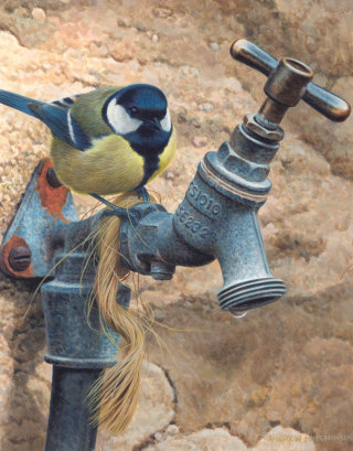 Ilustración de un pájaro carbonero bebiendo agua © Andrew Hutchinson