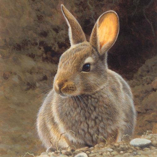 Rabbit Illustration, Wildlife Images © Andrew Hutchinson