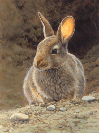 Ilustração de coelho, imagens de vida selvagem © Andrew Hutchinson