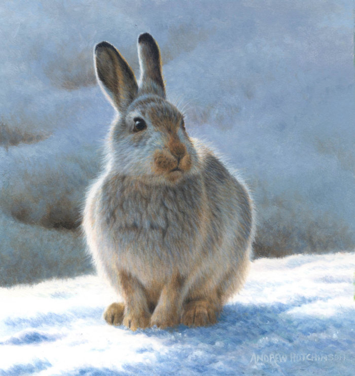 雪兔插画，野生动物图片©Andrew Hutchinson