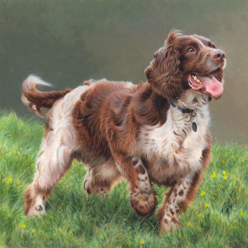 Springer Spaniel Illustration created by Andrew Hutchinson