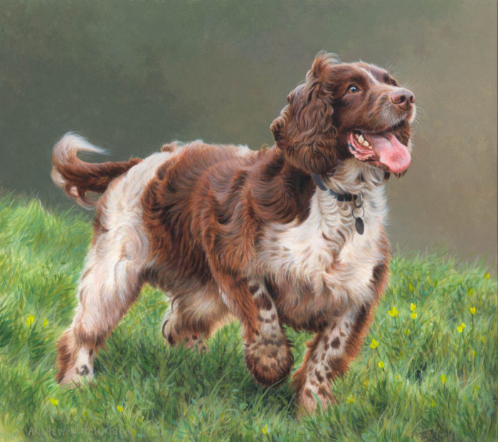 Springer Spaniel Illustration created by Andrew Hutchinson
