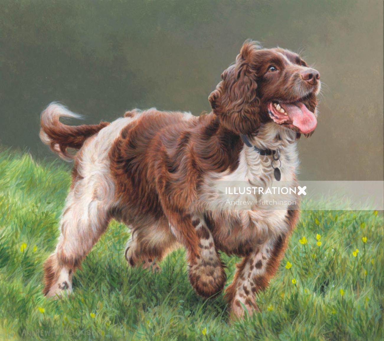 Springer spaniel Illustration, Dogs and Animals Images © Andrew Hutchinson