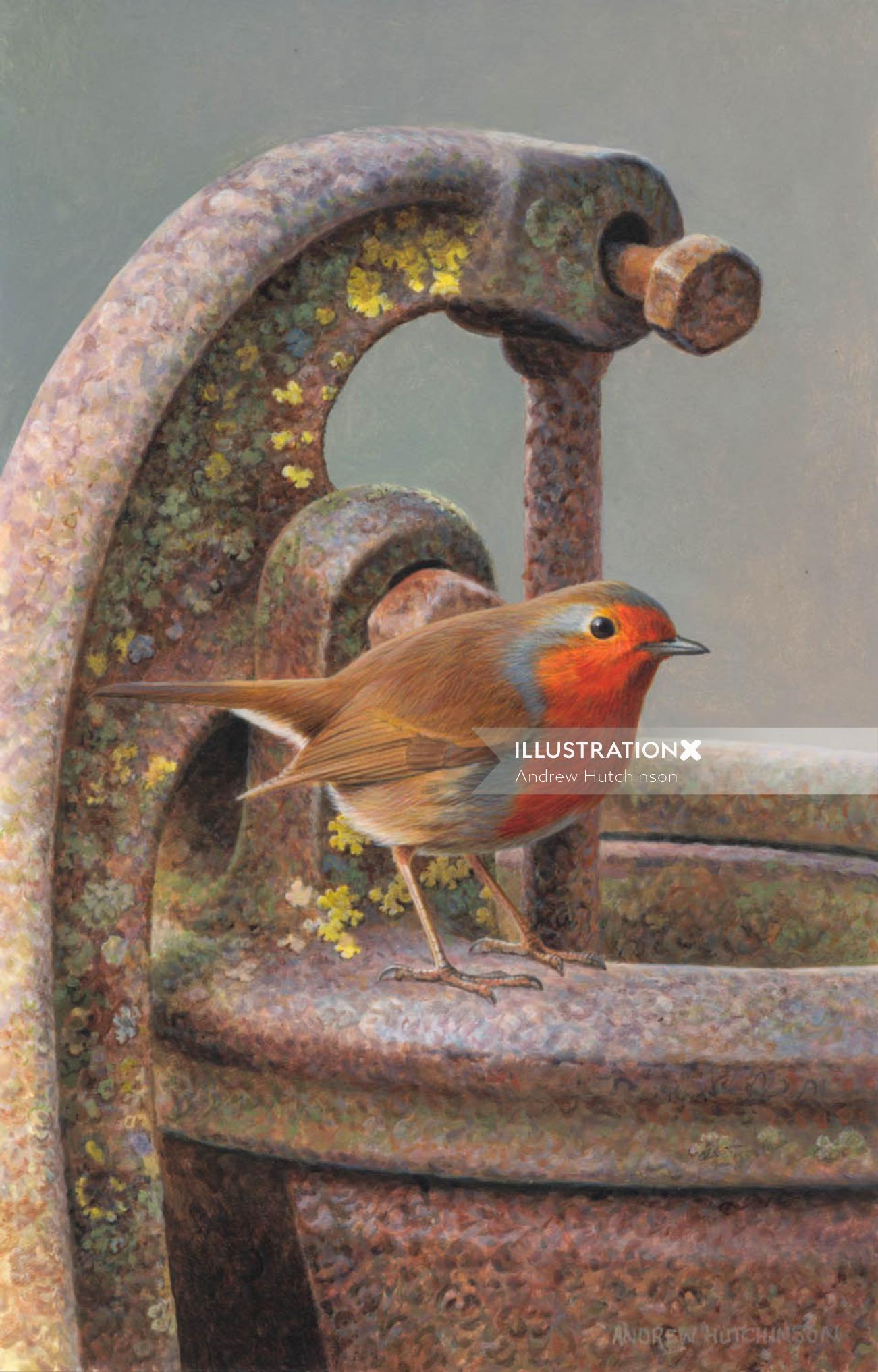 Illustration d&#39;un oiseau Robin © Andrew Hutchinson