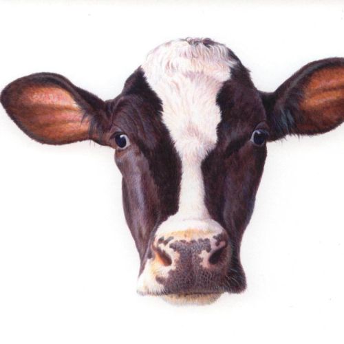 Dairy cow portrait illustration for Trodax