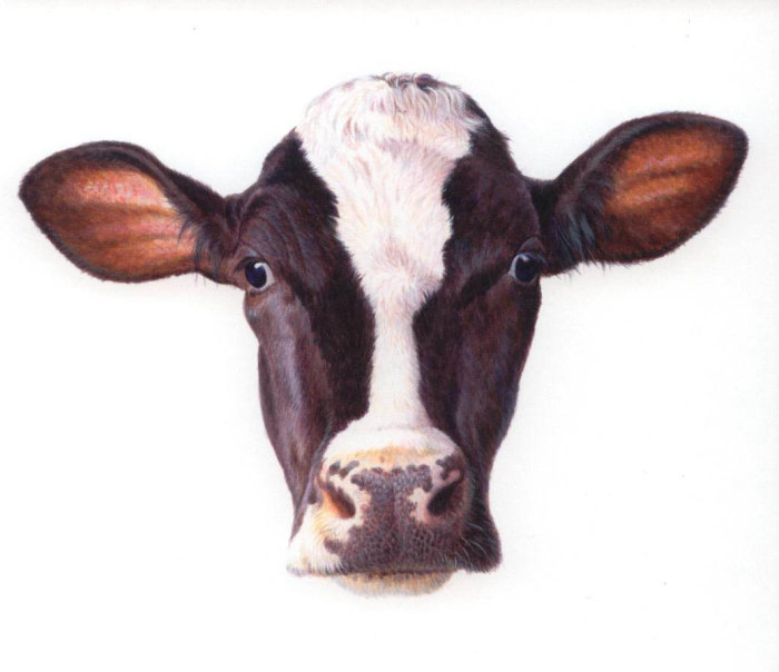 Ilustración de retrato de vaca lechera para Trodax