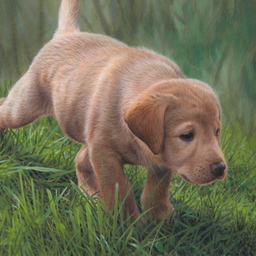 Golden labrador Illustration, Dogs and Animals Images © Andrew Hutchinson