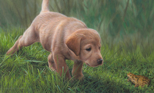 Golden labrador Illustration, Dogs and Animals Images © Andrew Hutchinson