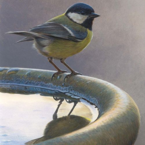 Great Tit bird artwork by animal illustrator Andrew Hutchinson