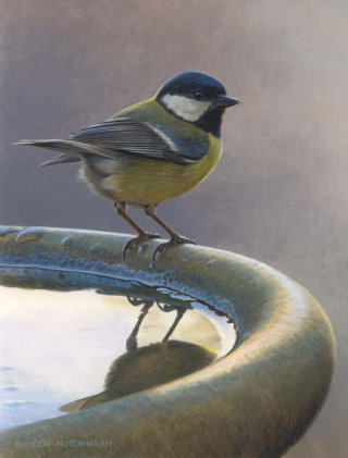 Oeuvre d&#39;oiseau mésange charbonnière par l&#39;illustrateur animalier Andrew Hutchinson