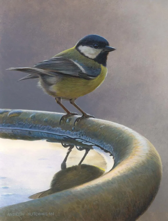 Great Tit bird artwork by animal illustrator Andrew Hutchinson