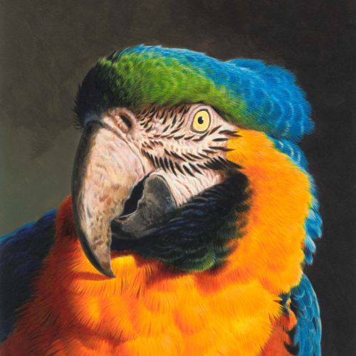 Macaw | Bird illustration