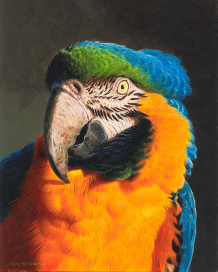 Un hermoso retrato del pájaro guacamayo