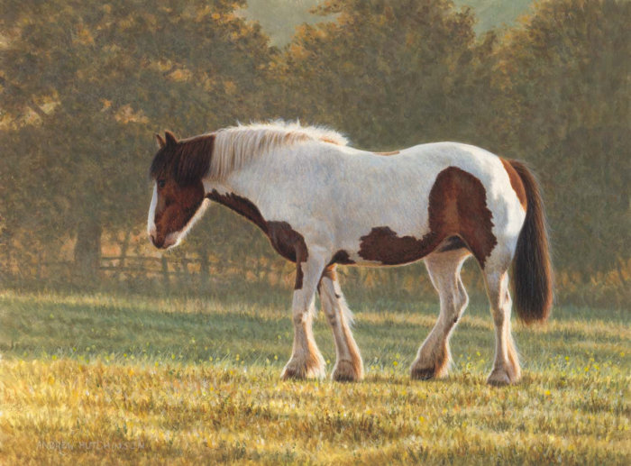 Ilustração de cavalos no campo, imagens de animais © Andrew Hutchinson