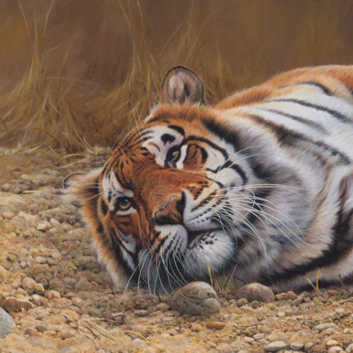 Tiger Resting Illustration, Wildlife Images © Andrew Hutchinson
