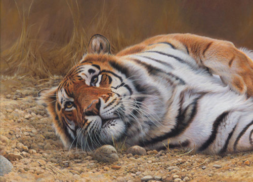 老虎休息插图，野生动物图片©Andrew Hutchinson