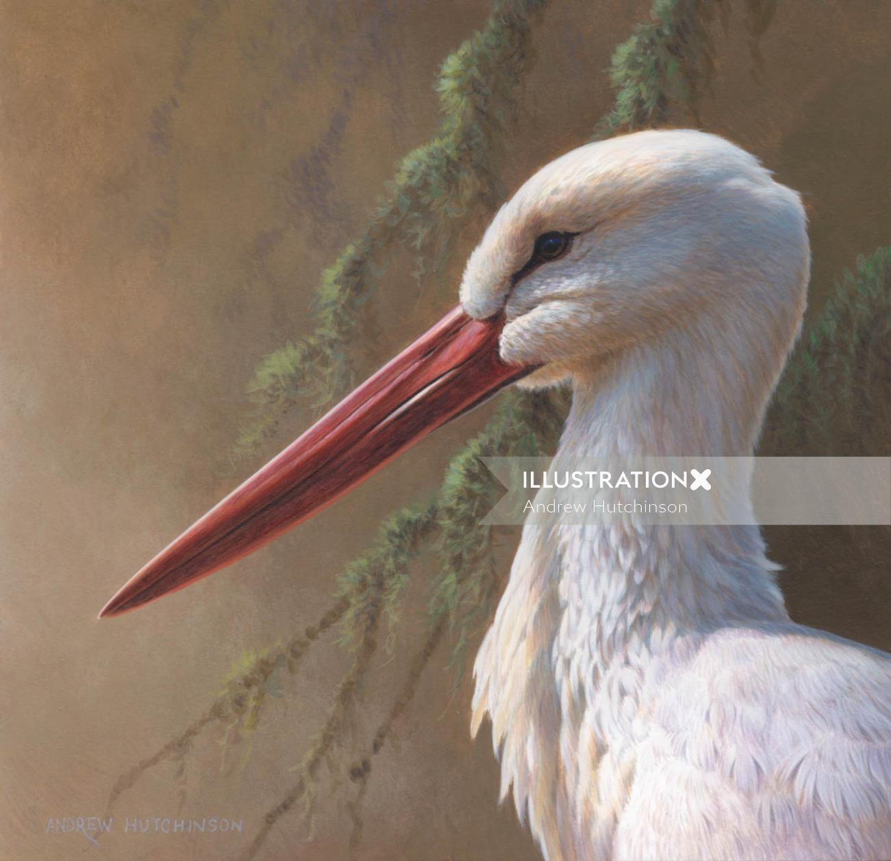 Cigogne blanche | Illustration d&#39;oiseau