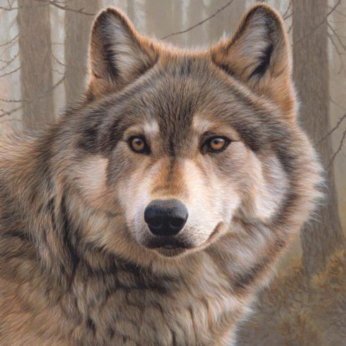 A stunning portrait illustration of Wolf