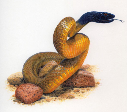 蛇爬行动物插图，野生动物图片©Andrew Hutchinson